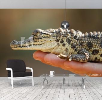 Picture of Baby croc